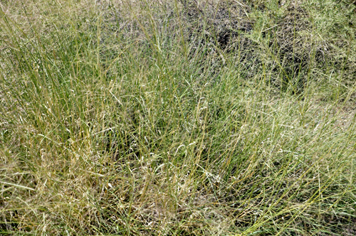 Green grass 